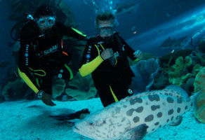 Discover Scuba Diving in Dubai Aquarium 1